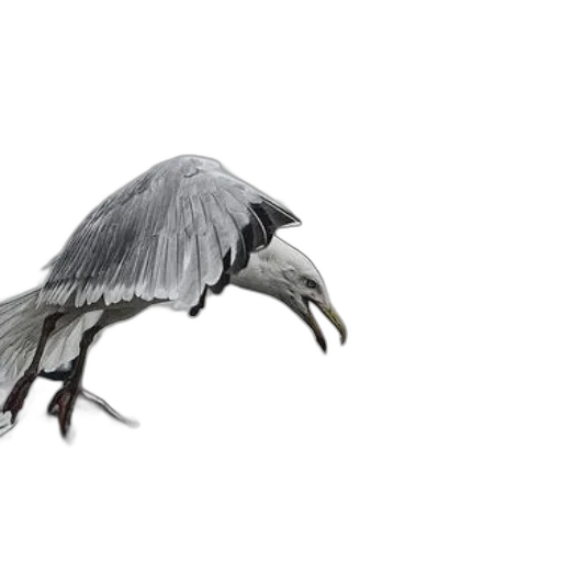 animal, dragon, creature, umbrella transparent PNG cut-out