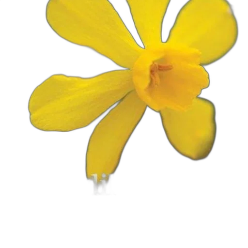 flower, crown, staff, jewelry transparent PNG cut-out