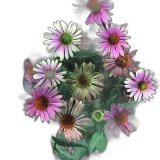 flower, crown, jewelry, staff transparent PNG cut-out