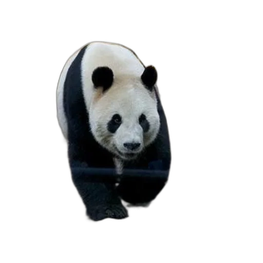 animal, shoes, staff, mask transparent PNG cut-out