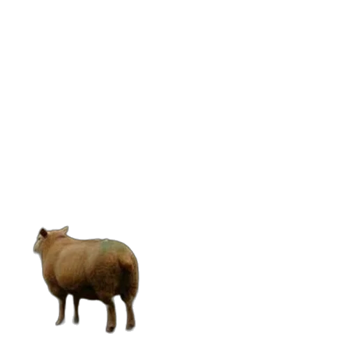 animal, creature, furniture, food transparent PNG cut-out