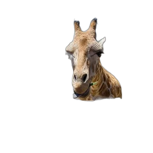 animal, creature, staff, face transparent PNG cut-out
