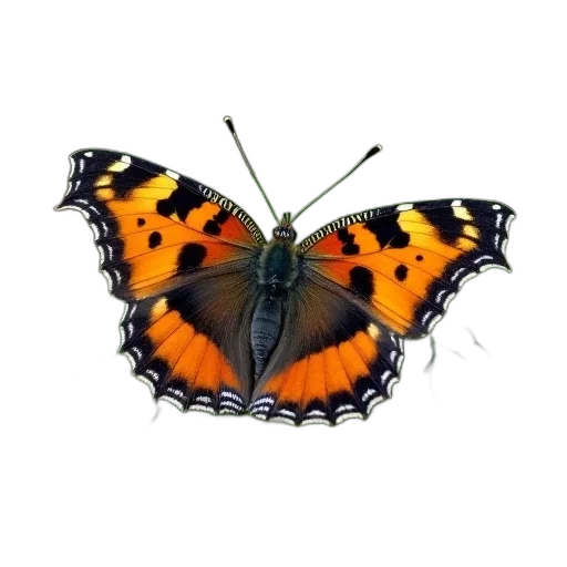 animal, jewelry, crown, creature transparent PNG cut-out