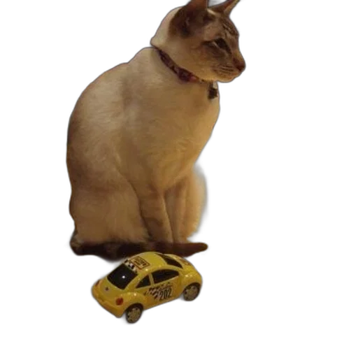 car, animal, shoes, robot transparent PNG cut-out