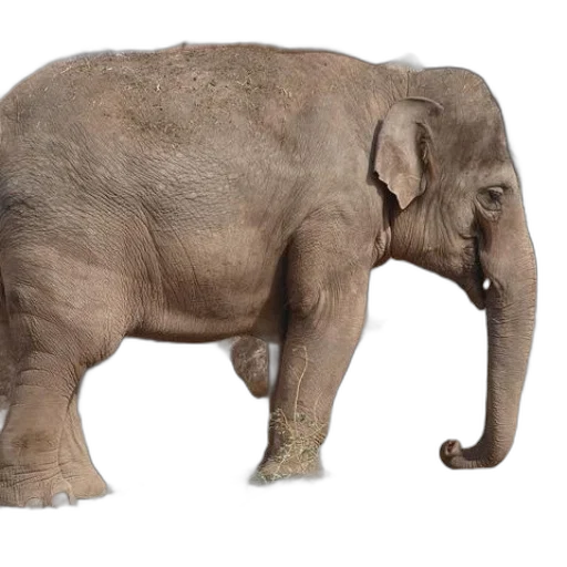 animal, creature, staff, photorealistic transparent PNG cut-out