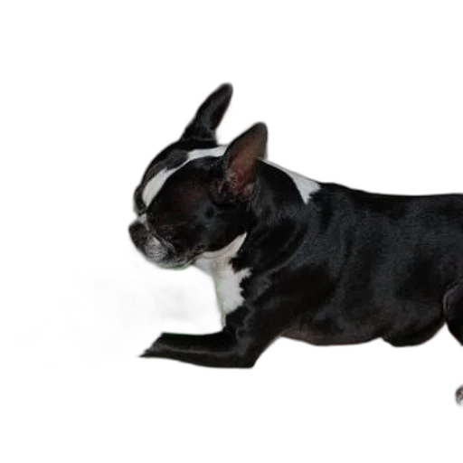animal, creature, staff, 3d render transparent PNG cut-out