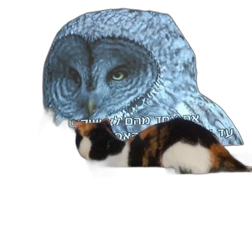 hat, animal, mask, creature transparent PNG cut-out