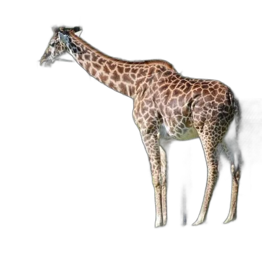 animal, creature, staff, jewelry transparent PNG cut-out