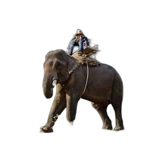 animal, creature, concept art, photorealistic transparent PNG cut-out