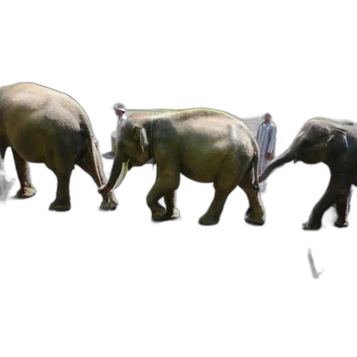 animal, staff, creature, concept art transparent PNG cut-out