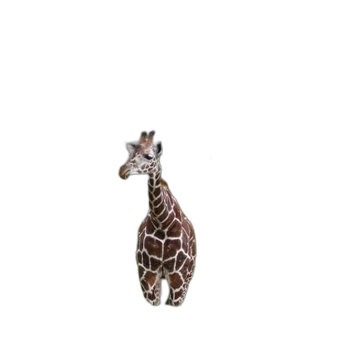 animal, creature, staff, jewelry transparent PNG cut-out