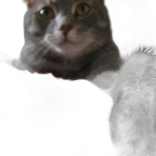 animal, creature, face, weapon transparent PNG cut-out