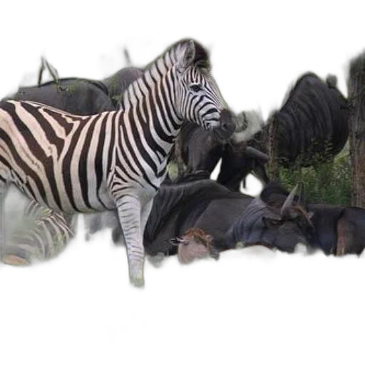 animal, creature, staff, weapon transparent PNG cut-out