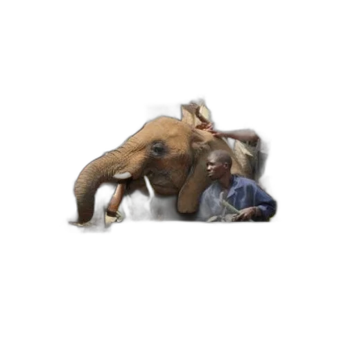creature, animal, dragon, staff transparent PNG cut-out