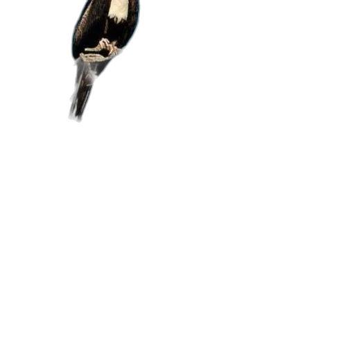 animal, shoes, hair, jewelry transparent PNG cut-out