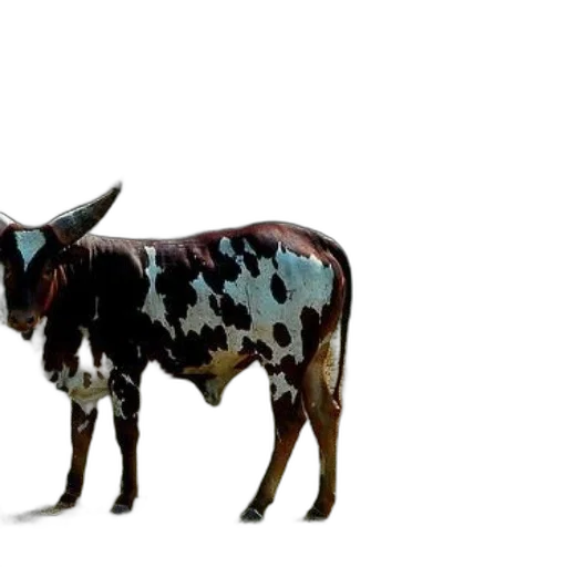 animal, creature, food, weapon transparent PNG cut-out