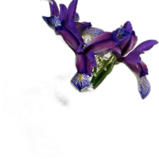 flower, jewelry, crown, dragon transparent PNG cut-out