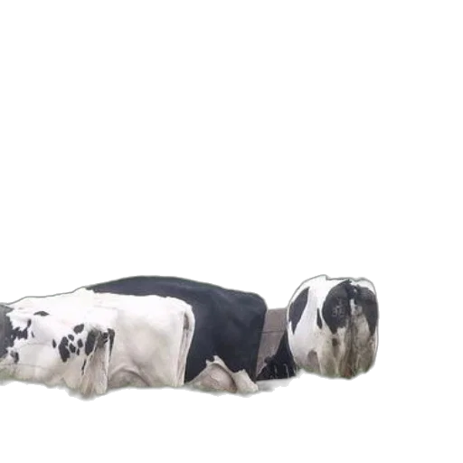 animal, furniture, food, robot transparent PNG cut-out