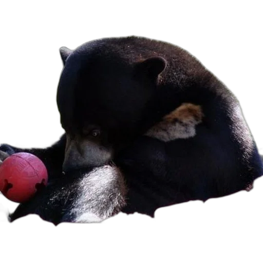 animal, creature, staff, food transparent PNG cut-out