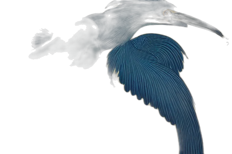 dragon, hair, animal, photorealistic transparent PNG cut-out