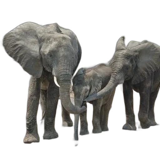 animal, concept art, photorealistic, 3d render transparent PNG cut-out