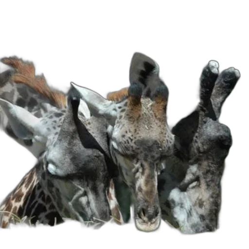 animal, creature, photorealistic, 3d render transparent PNG cut-out