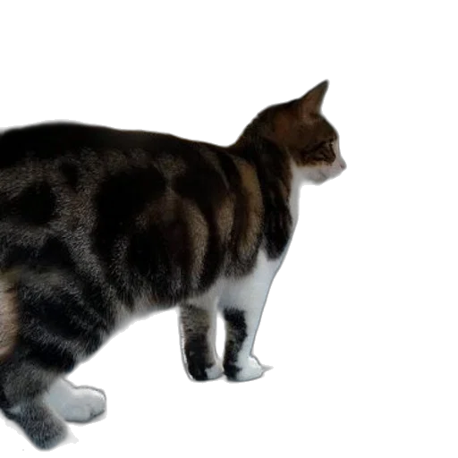animal, creature, staff, weapon transparent PNG cut-out