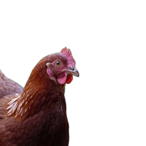 animal, food, creature, face transparent PNG cut-out
