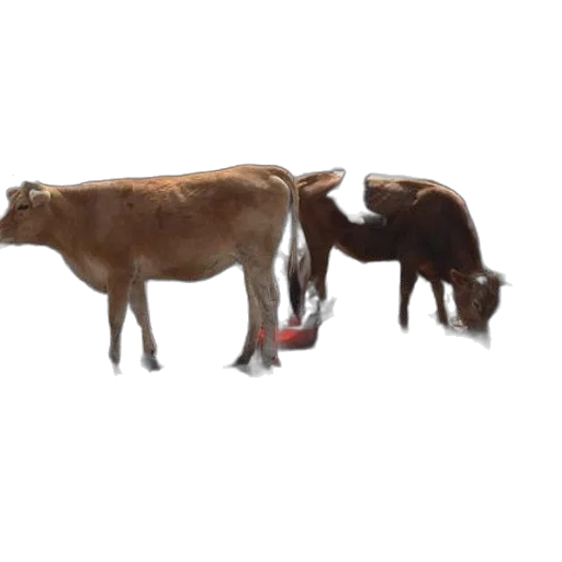 animal, food, 3d render, concept art transparent PNG cut-out