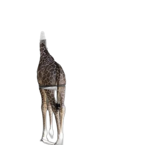animal, staff, creature, shoes transparent PNG cut-out