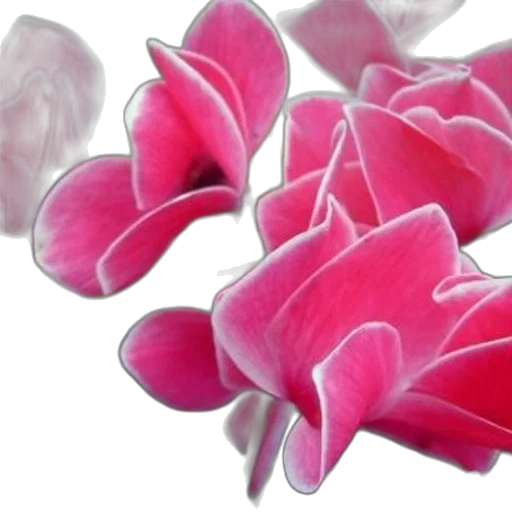 flower, jewelry, crown, food transparent PNG cut-out