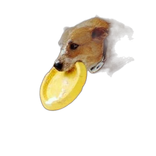 food, animal, creature, hat transparent PNG cut-out