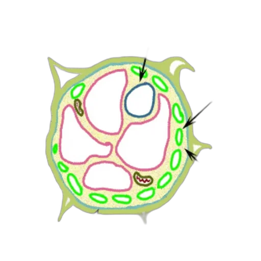 jewelry, food, animal, creature transparent PNG cut-out