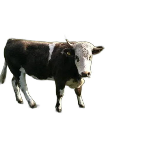 animal, creature, food, jewelry transparent PNG cut-out