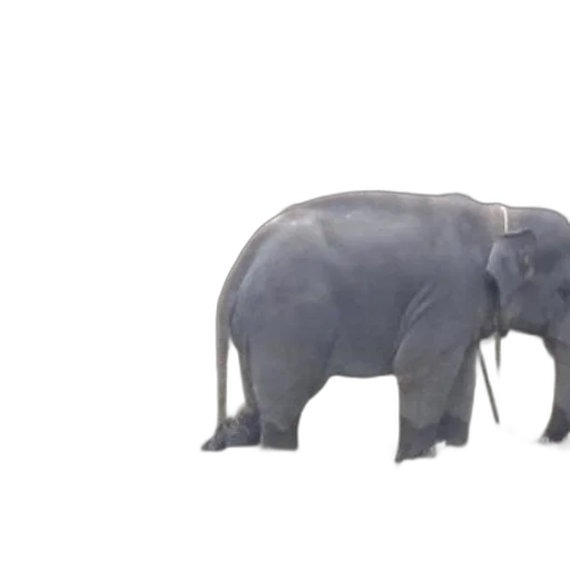 animal, creature, weapon, umbrella transparent PNG cut-out