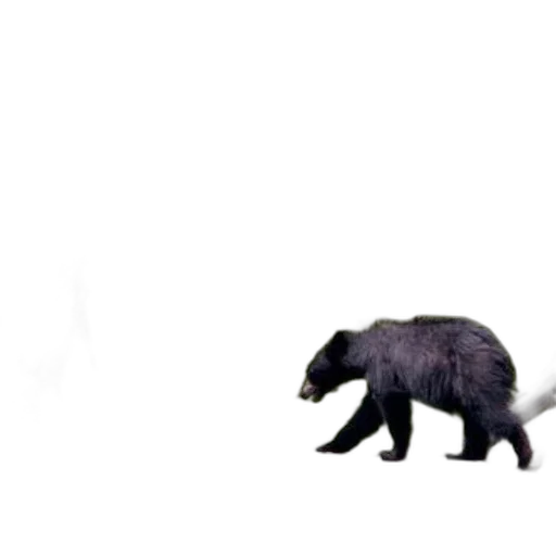 animal, creature, robot, weapon transparent PNG cut-out