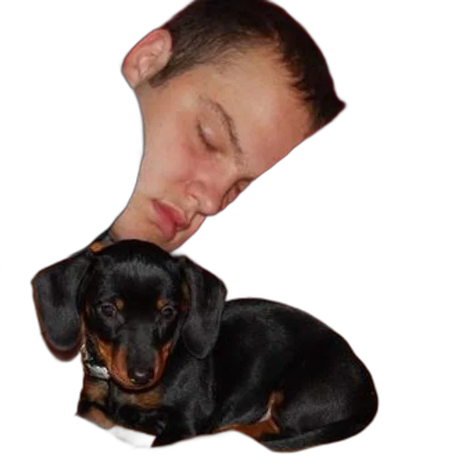 animal, face, creature, staff transparent PNG cut-out