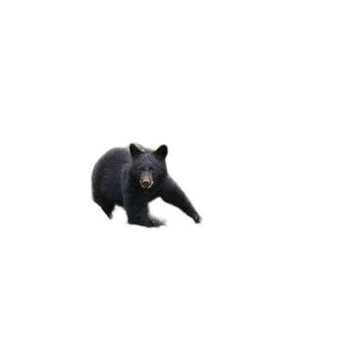 animal, creature, hat, staff transparent PNG cut-out