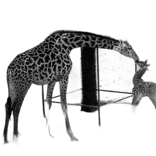 animal, creature, furniture, hat transparent PNG cut-out