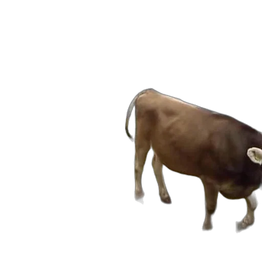 animal, creature, food, weapon transparent PNG cut-out