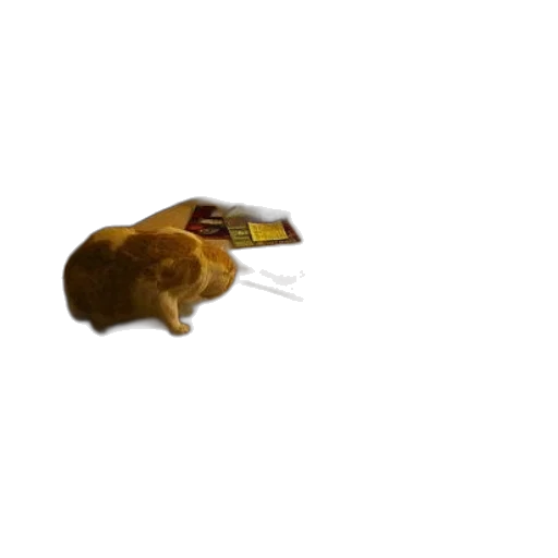 animal, creature, food, staff transparent PNG cut-out