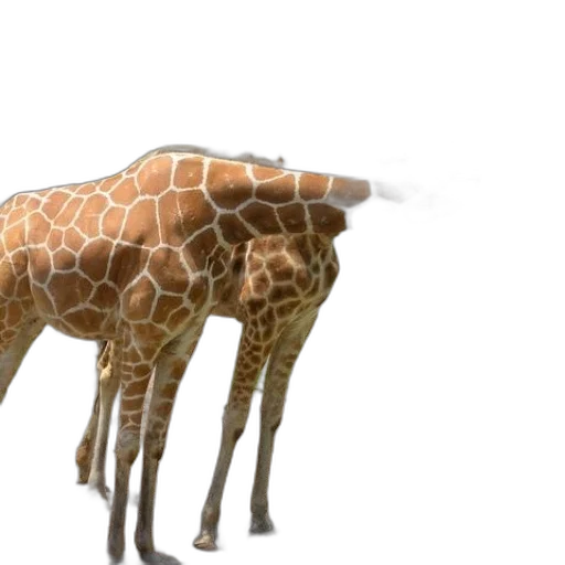 animal, creature, umbrella, weapon transparent PNG cut-out