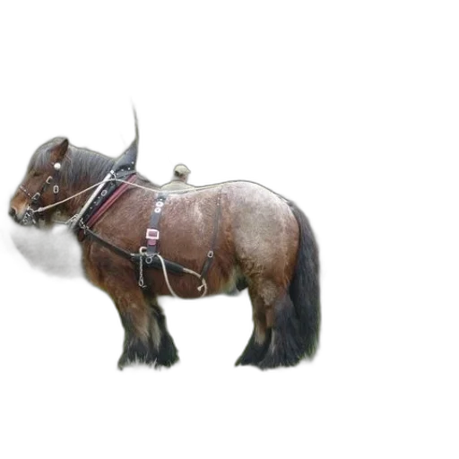 animal, creature, staff, jewelry transparent PNG cut-out