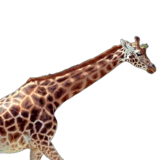 animal, creature, staff, jewelry transparent PNG cut-out