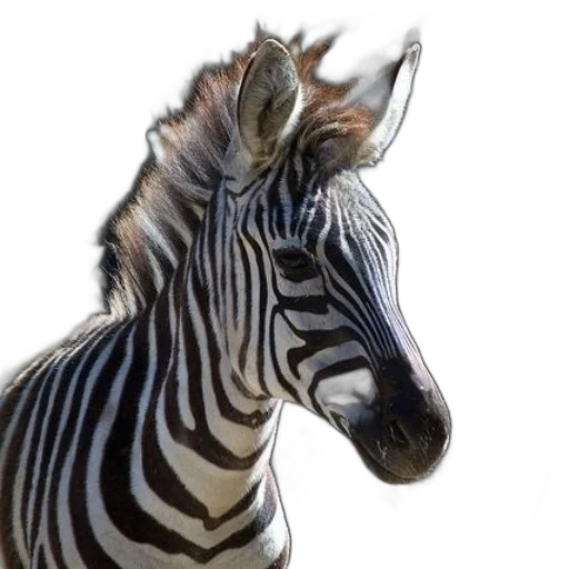 animal, creature, jewelry, face transparent PNG cut-out