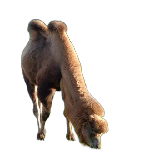 animal, creature, staff, weapon transparent PNG cut-out