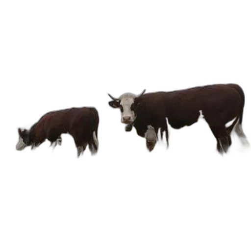 animal, 3d render, concept art, photorealistic transparent PNG cut-out