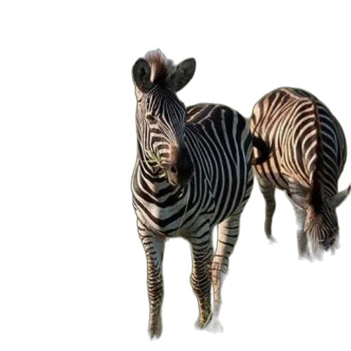 animal, creature, furniture, weapon transparent PNG cut-out