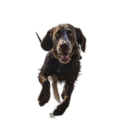 animal, staff, creature, photorealistic transparent PNG cut-out