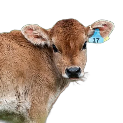 animal, hat, food, photorealistic transparent PNG cut-out